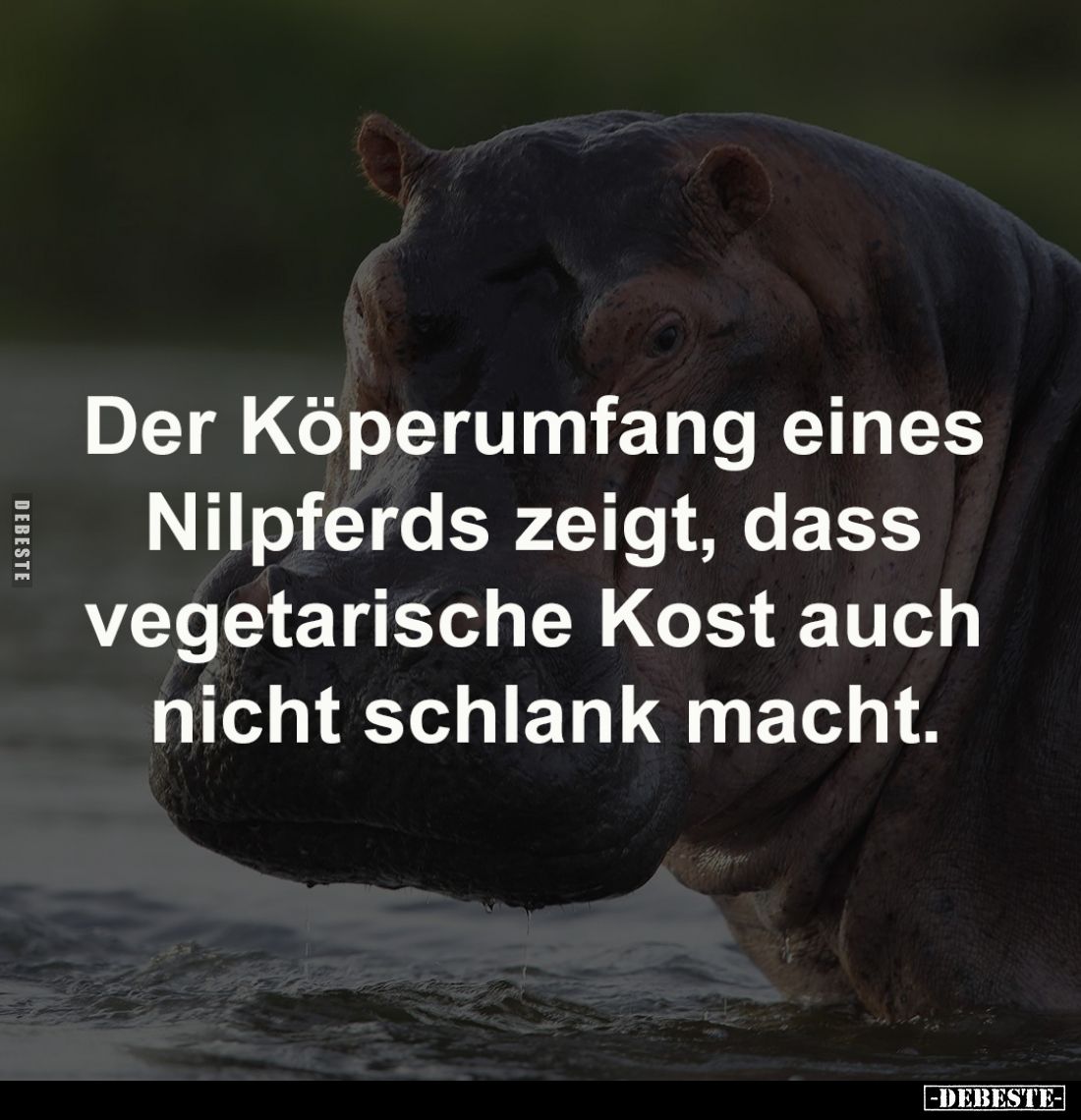 Der Köperumfang eines 
Nilpferds zeigt, dass 
vegetarische Kost auch 
nicht schlank macht.