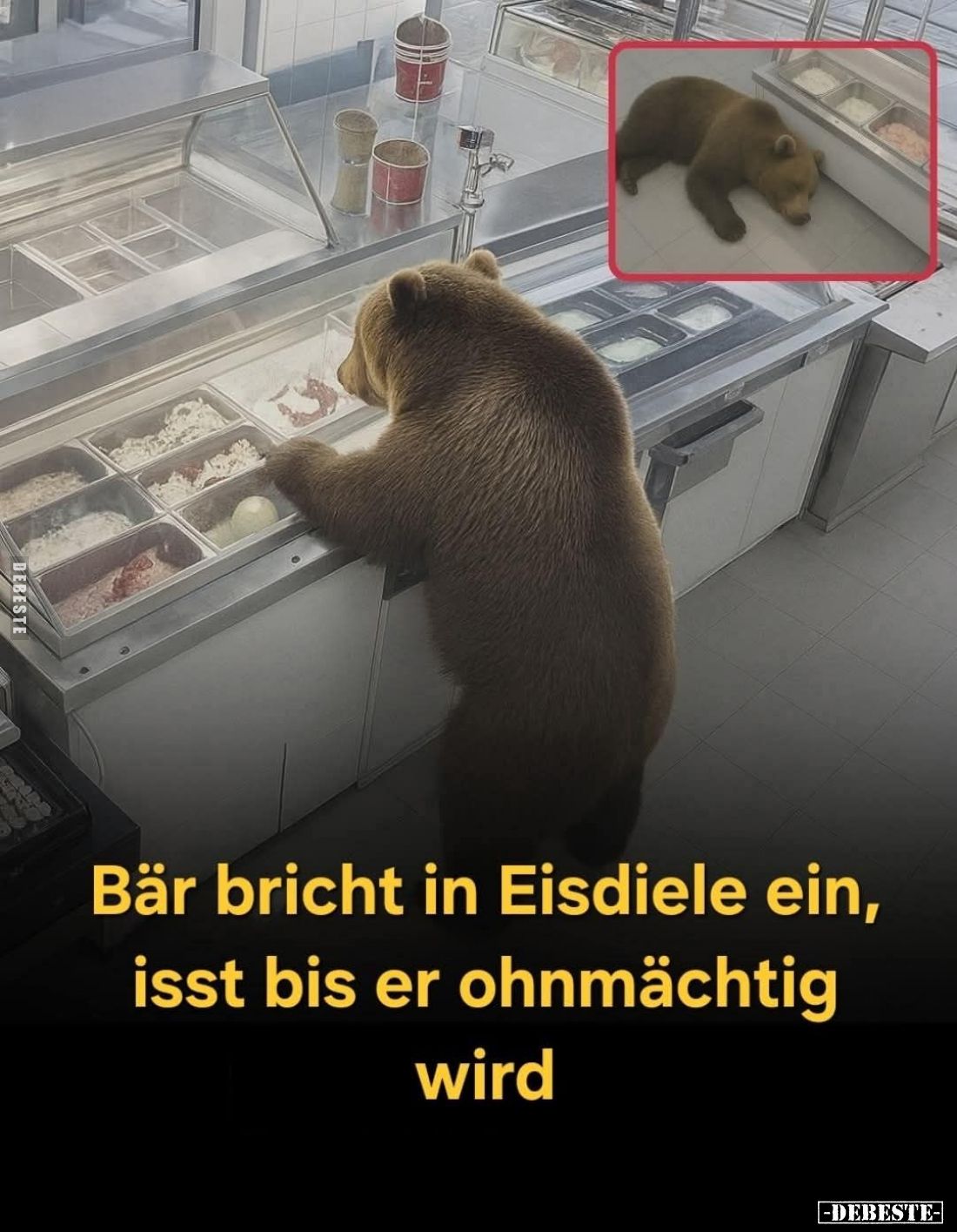 Bär bricht in Eisdiele ein, isst bis er ohnmächtig wird.