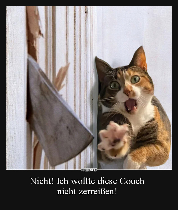 Nicht! Ich wollte diese Couch nicht zerreißen!.. - Lustige Bilder | DEBESTE.de