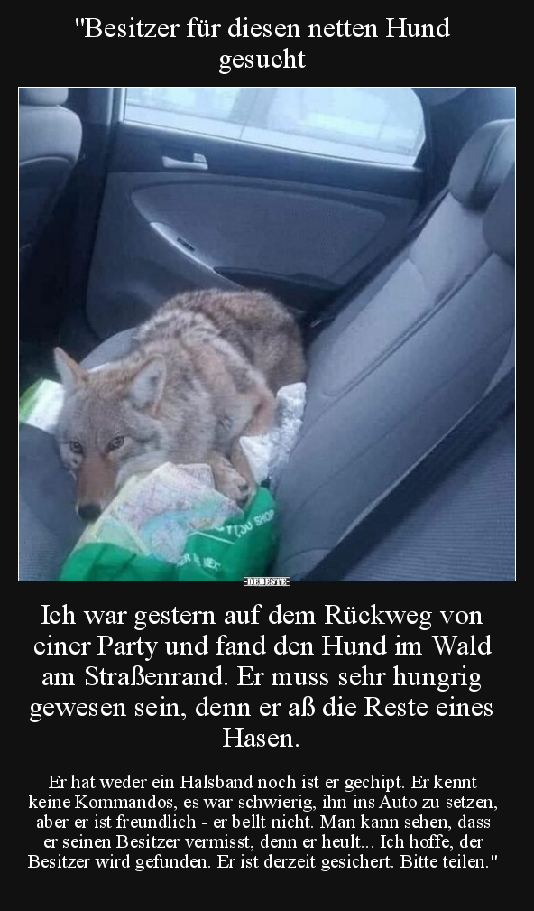 "Besitzer für diesen netten Hund gesucht.." - Lustige Bilder | DEBESTE.de