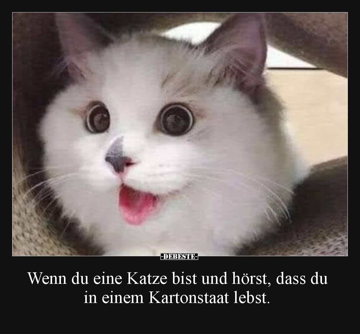 Wenn du eine Katze bist und hörst, dass du in einem Kartonstaat lebst.