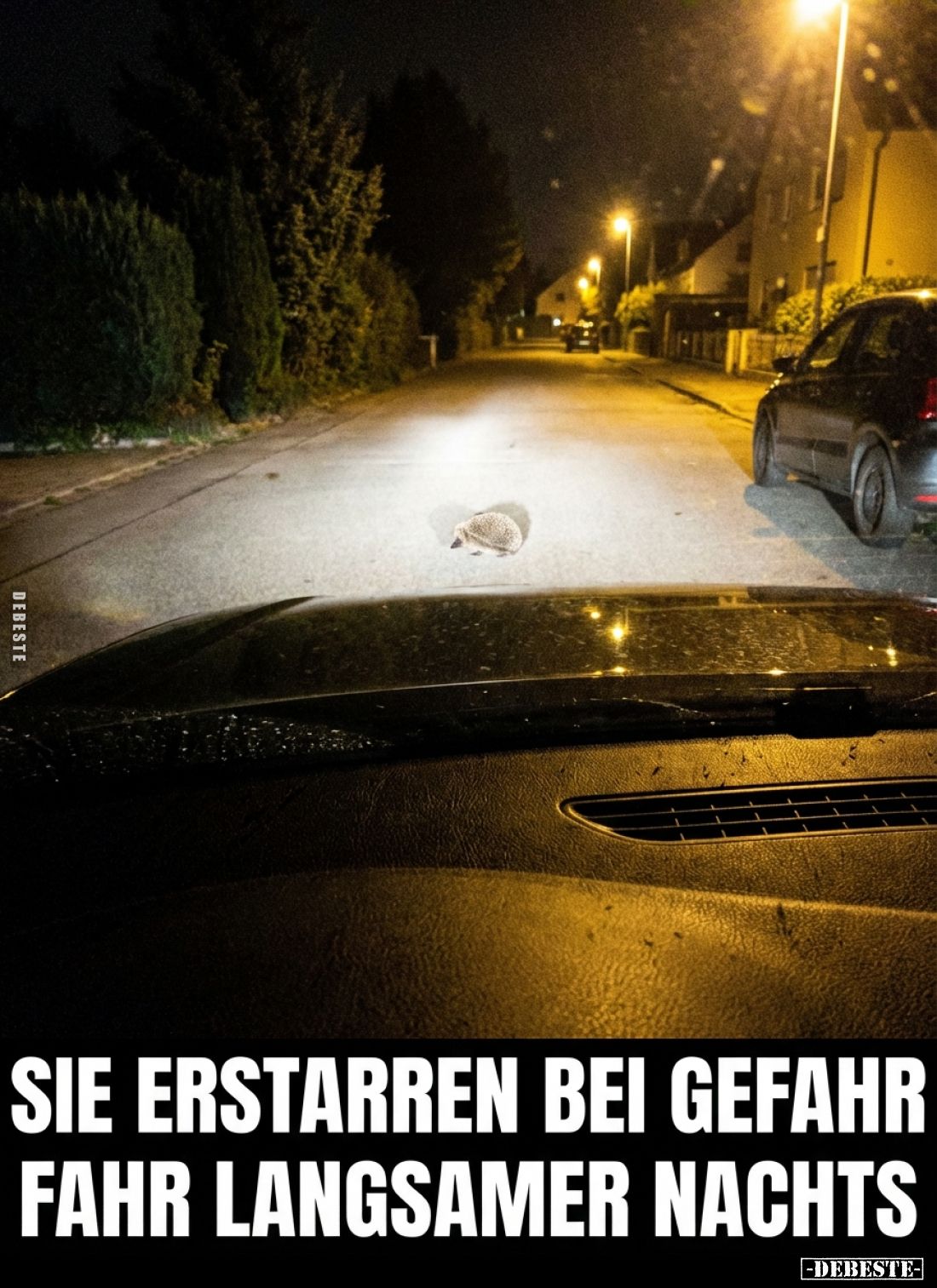 Sie erstarren bei Gefahr... - Lustige Bilder | DEBESTE.de