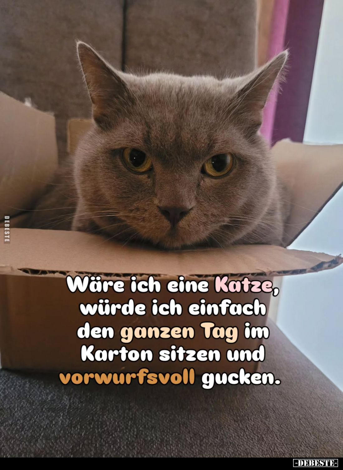 Wäre ich eine Katze, würde ich einfach den ganzen Tag im Karton sitzen und vorwurfsvoll gucken.