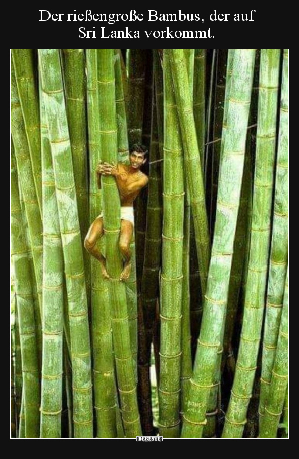 Der rießengroße Bambus, der auf Sri Lanka vorkommt... - Lustige Bilder | DEBESTE.de