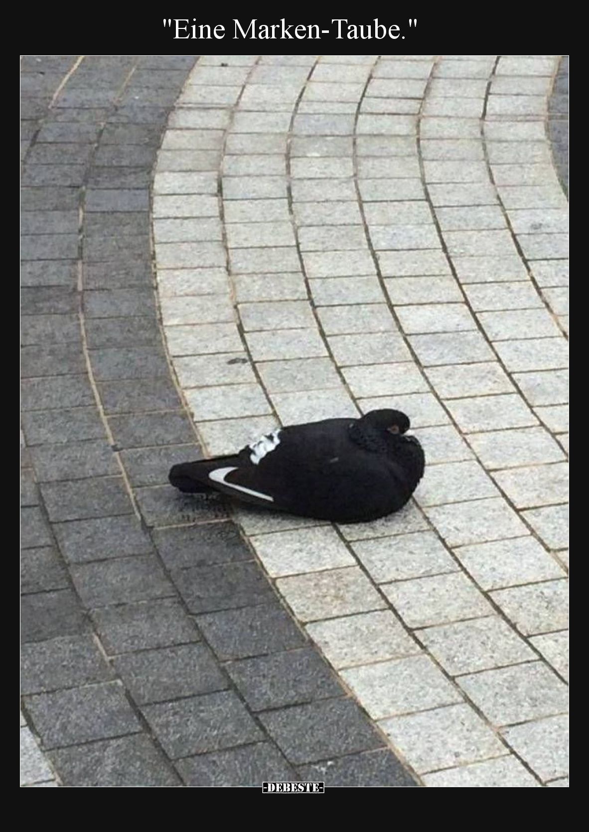 Eine Marken-Taube