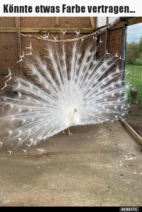 Könnte etwas Farbe vertragen...