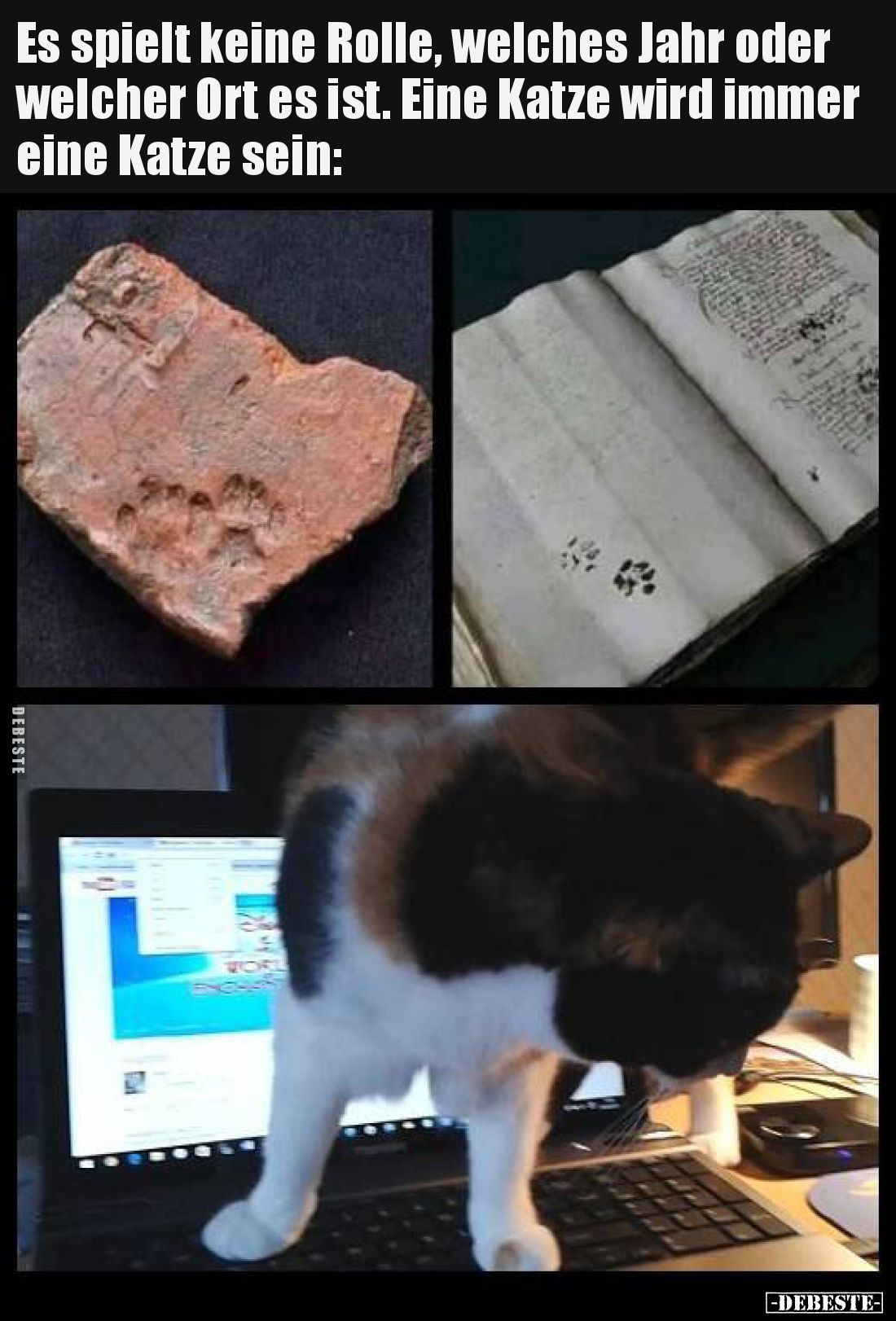 Es spielt keine Rolle, welches Jahr oder welcher Ort es ist. Eine Katze wird immer eine Katze sein:
