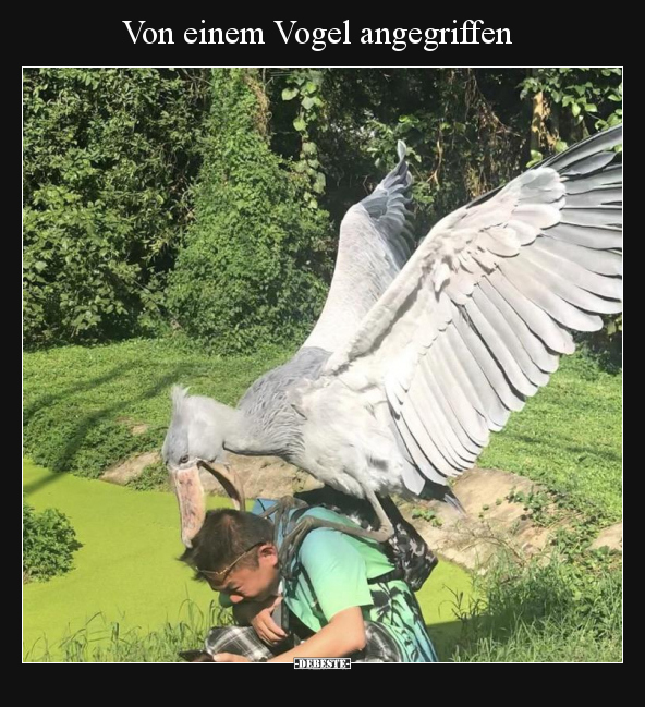 Von einem Vogel angegriffen.. - Lustige Bilder | DEBESTE.de