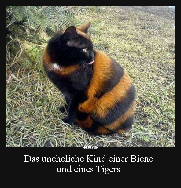 Das uneheliche Kind einer Biene und eines Tigers.. - Lustige Bilder | DEBESTE.de