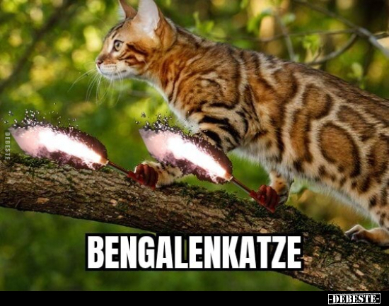 Bengalenkatze... - Lustige Bilder | DEBESTE.de