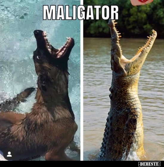 Maligator..