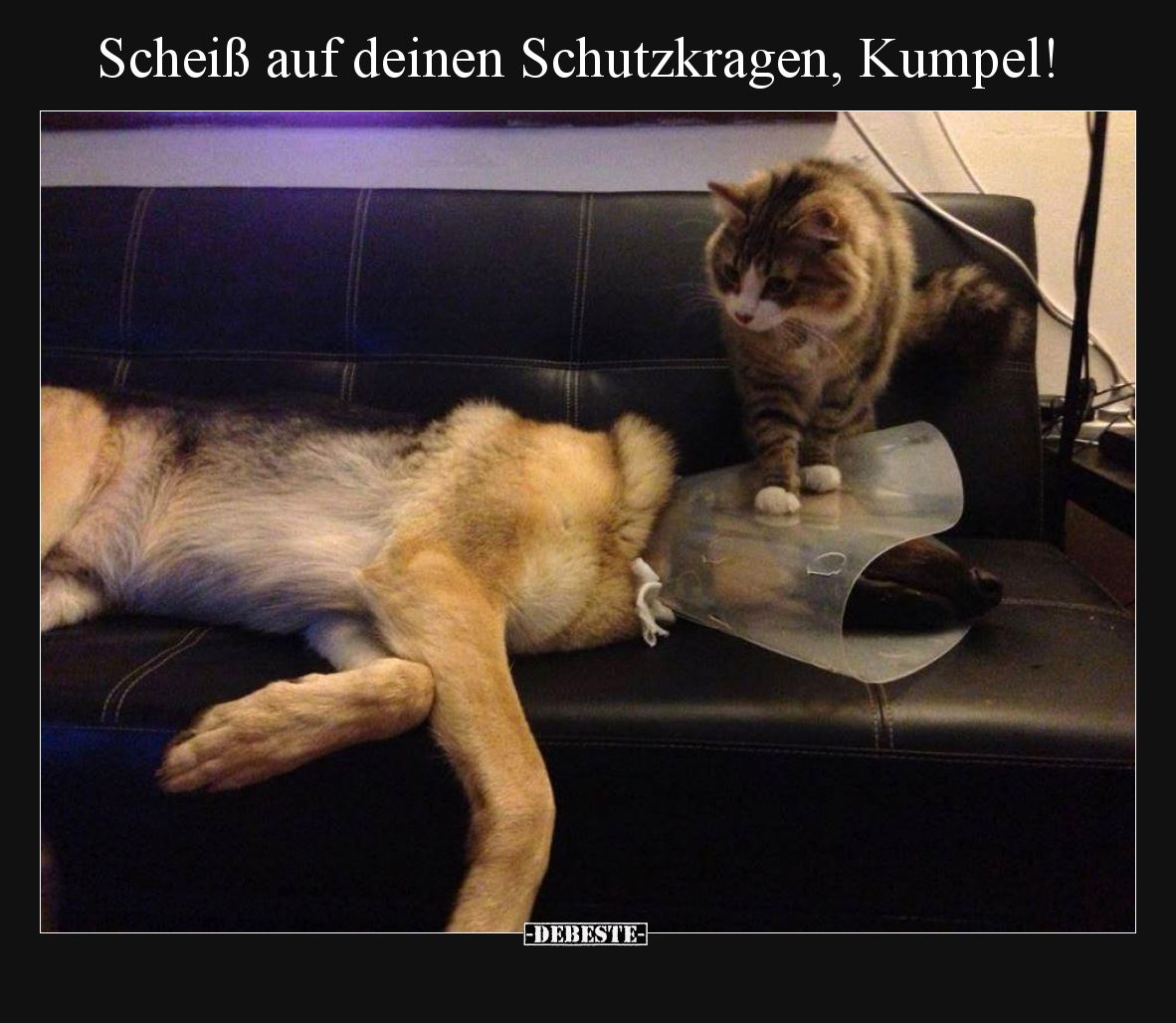 Schei*ß auf deinen Schutzkragen, Kumpel!.. - Lustige Bilder | DEBESTE.de