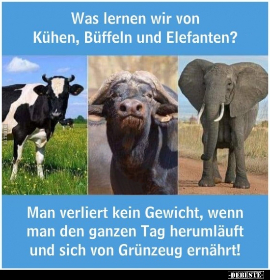 Was lernen wir von Kühen, Büffeln und Elefanten? - Lustige Bilder | DEBESTE.de
