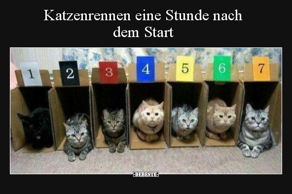 Katzenrennen eine Stunde nach dem Start..