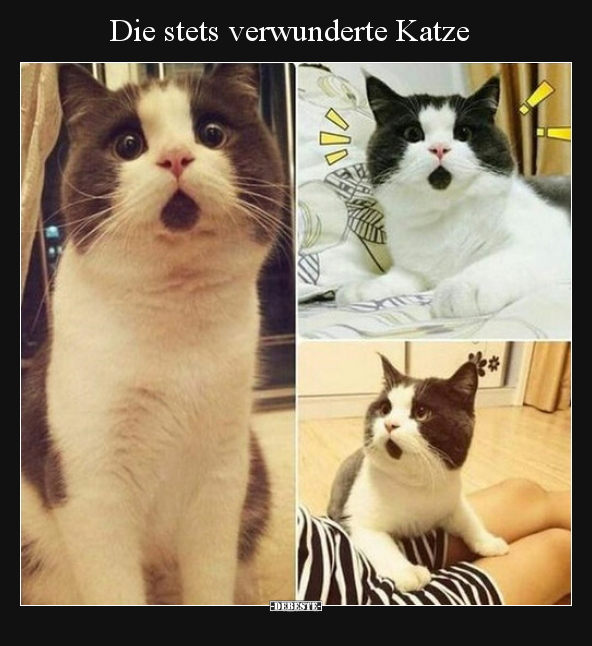 Die stets verwunderte Katze..