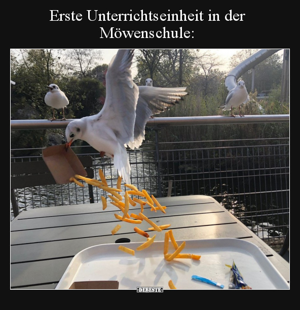 Erste Unterrichtseinheit in der Möwenschule.. - Lustige Bilder | DEBESTE.de