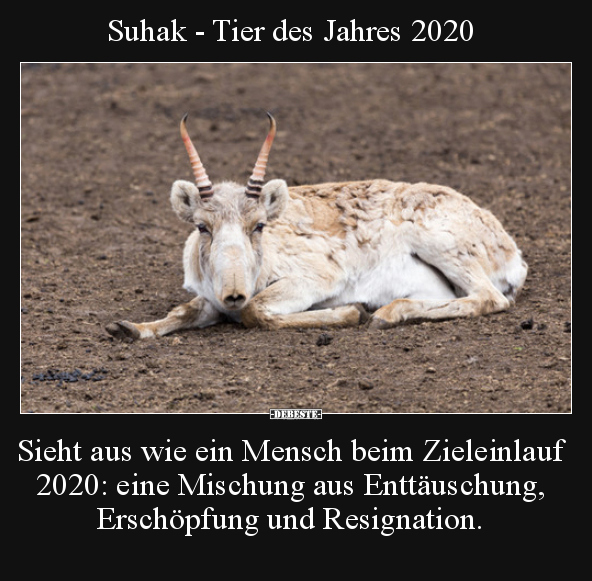 Suhak - Tier des Jahres 2020.. - Lustige Bilder | DEBESTE.de