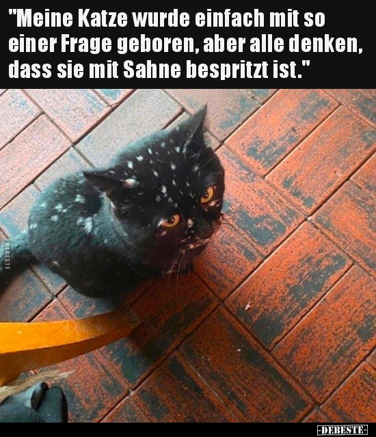 "Meine Katze wurde einfach mit so einer Frage geboren, aber.." - Lustige Bilder | DEBESTE.de
