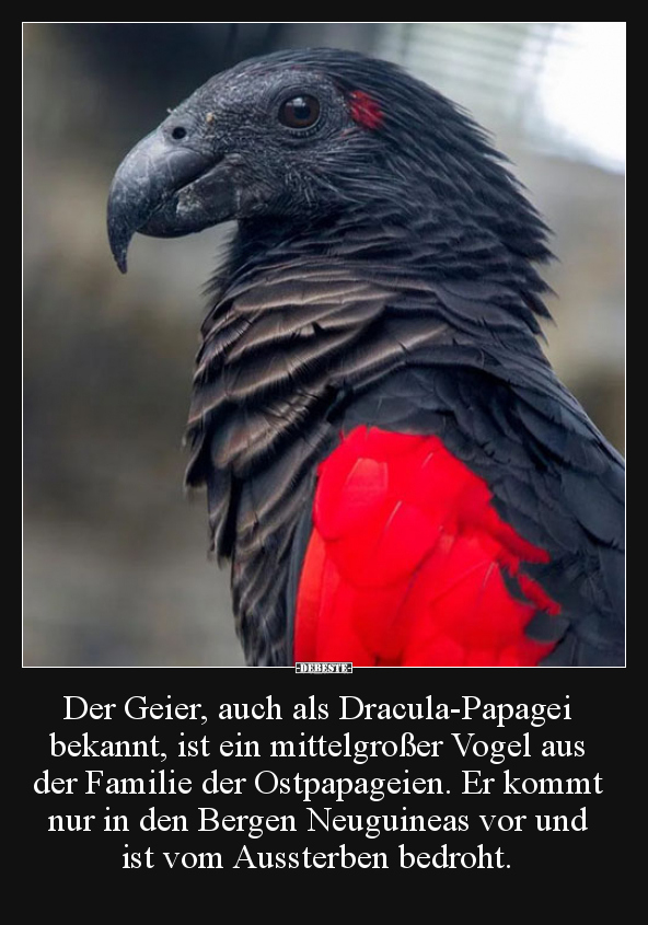 Der Geier, auch als Dracula-Papagei bekannt, ist ein.. - Lustige Bilder | DEBESTE.de
