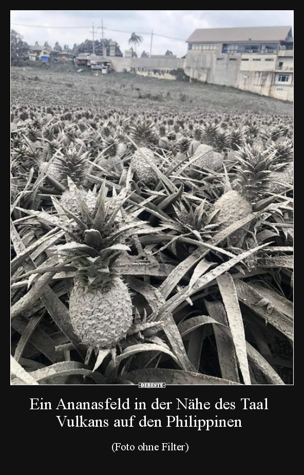Ein Ananasfeld in der Nähe des Taal Vulkans auf den.. - Lustige Bilder | DEBESTE.de