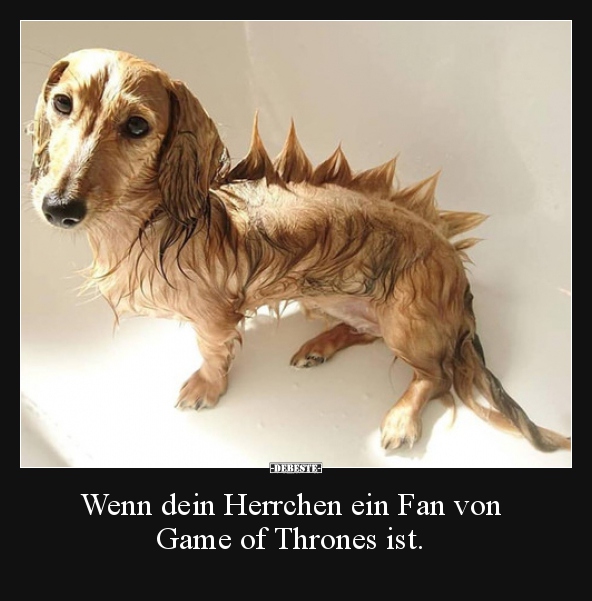 Wenn dein Herrchen ein Fan von Game of Thrones ist... - Lustige Bilder | DEBESTE.de