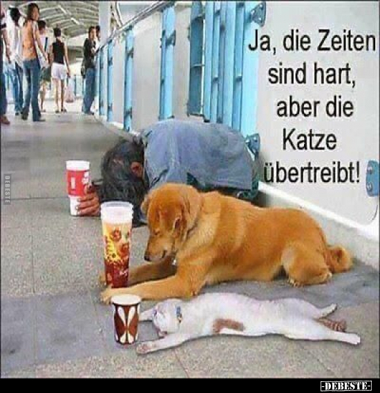 Ja, die Zeiten sind hart, aber die Katze übertreibt!.. - Lustige Bilder | DEBESTE.de