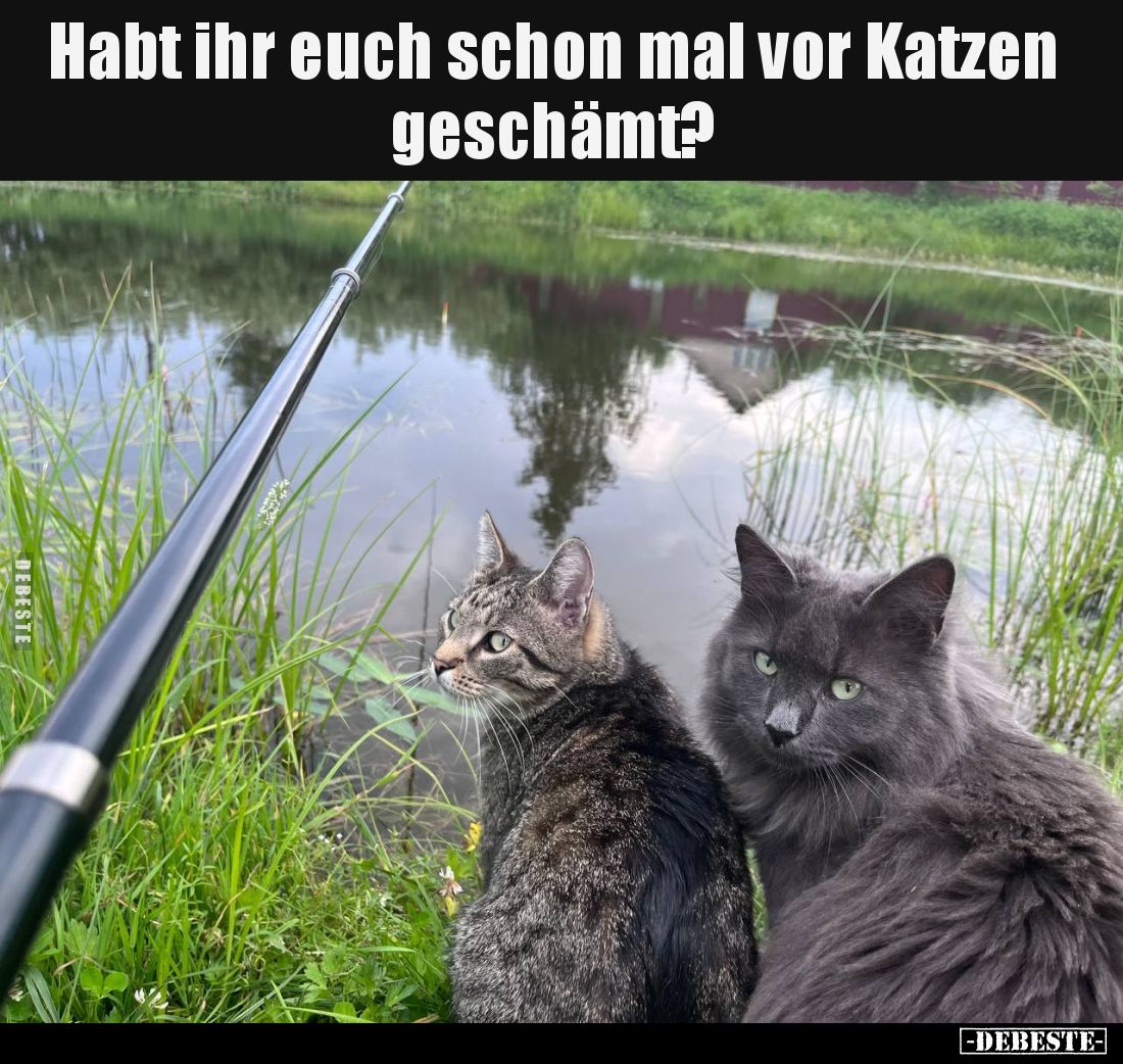 Habt ihr euch schon mal vor Katzen geschämt?