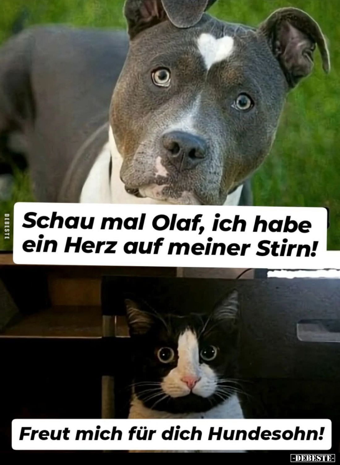 Schau mal Olaf, ich habe ein Herz auf meiner Stirn!
Freut mich für dich Hundesohn!