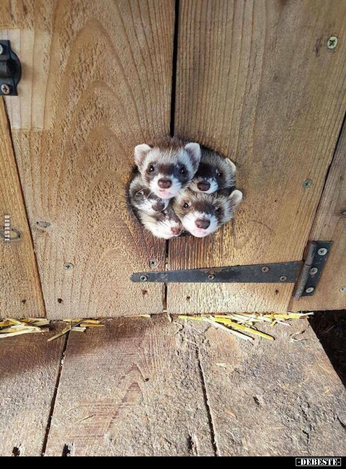  - Lustige Bilder | DEBESTE.de