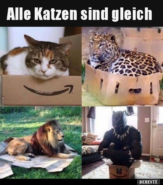 Alle Katzen sind gleich..