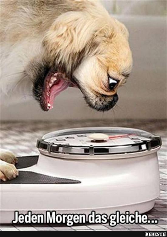Jeden Morgen das gleiche...