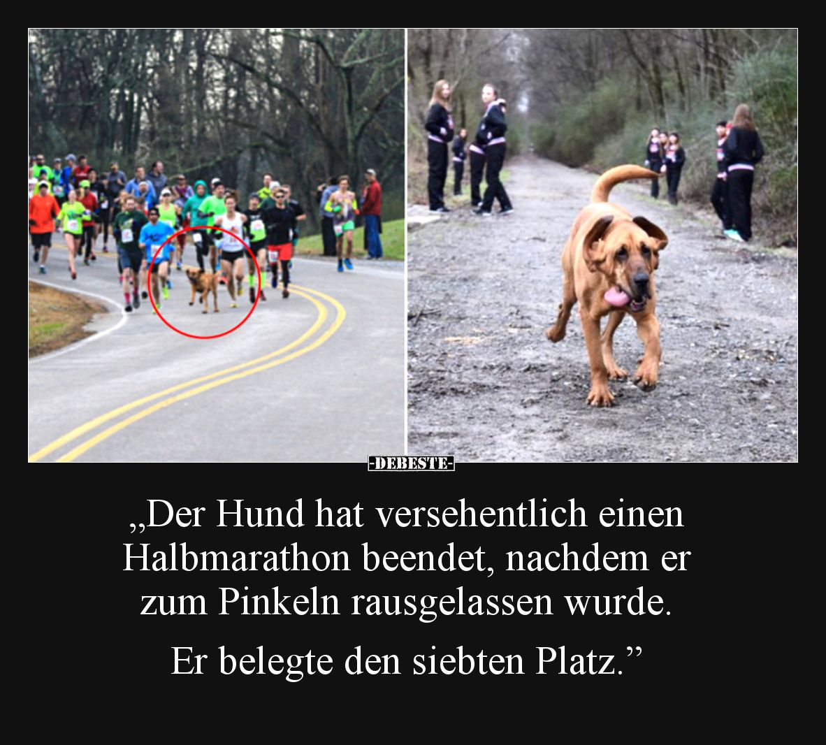 „Der Hund hat versehentlich einen Halbmarathon beendet, nachdem er zum Pinkeln rausgelassen wurde. Er belegte den siebten Pla...