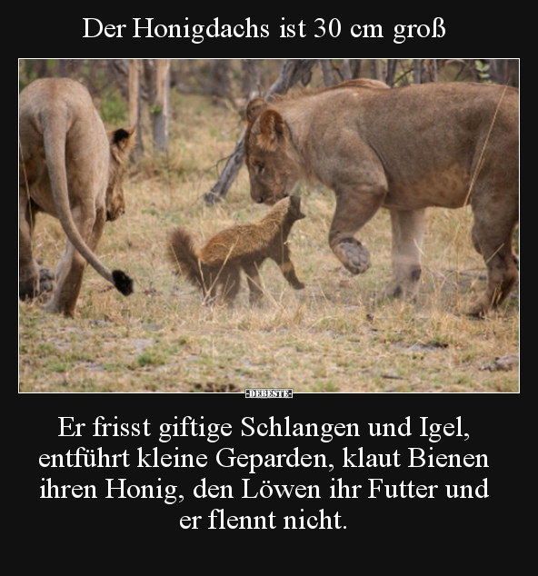 Der Honigdachs ist 30 cm groß.. - Lustige Bilder | DEBESTE.de