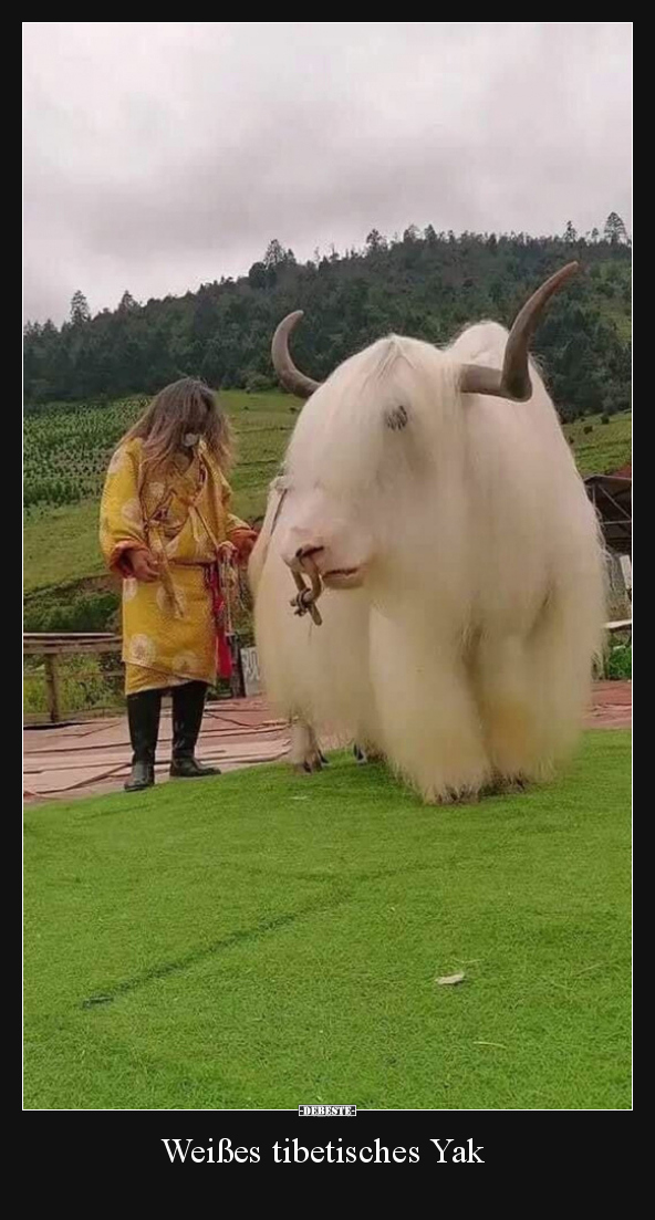 Weißes tibetisches Yak