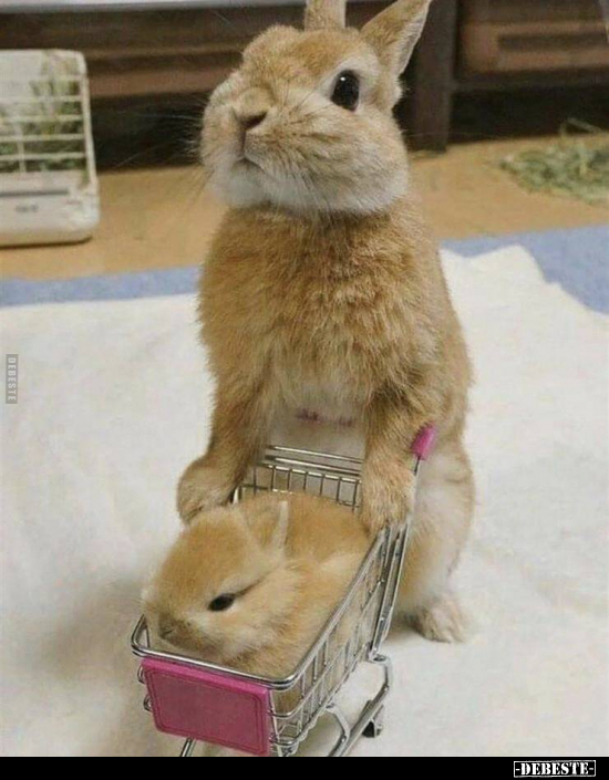  - Lustige Bilder | DEBESTE.de