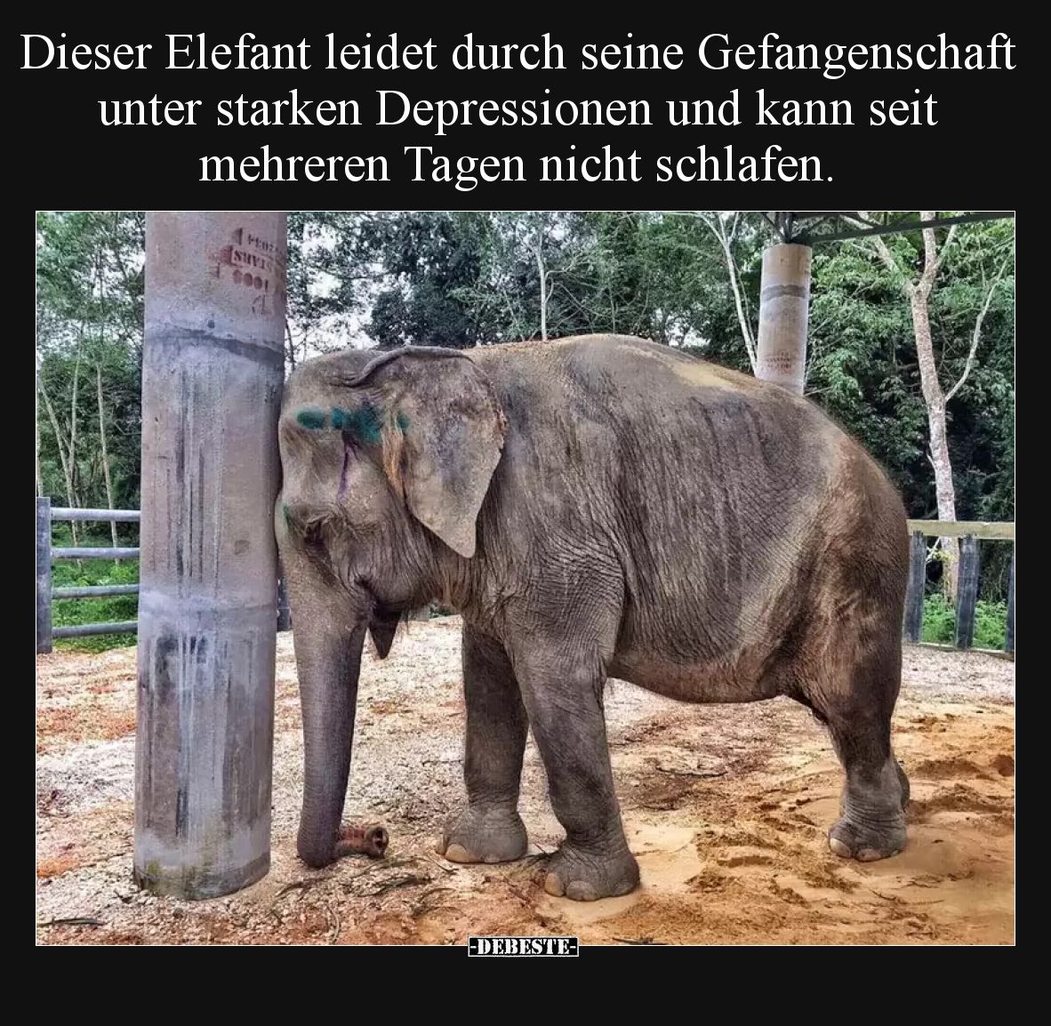 Dieser Elefant leidet durch seine Gefangenschaft unter starken Depressionen und kann seit mehreren Tagen nicht schlafen.