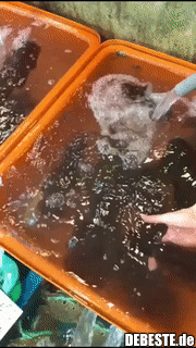 So ändern Kalmare ihre Farbe..