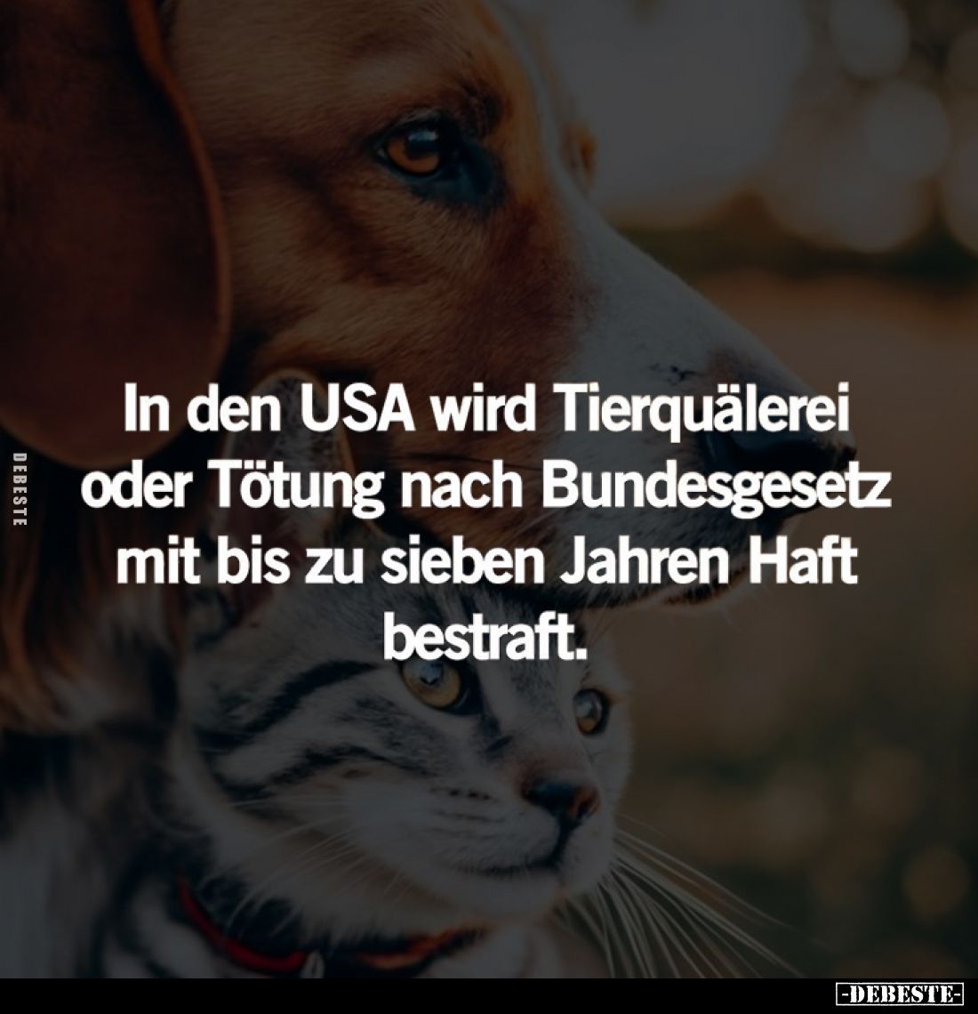 In den USA wird Tierquälerei oder Tötung nach Bundesgesetz mit bis zu sieben Jahren Haft bestraft.