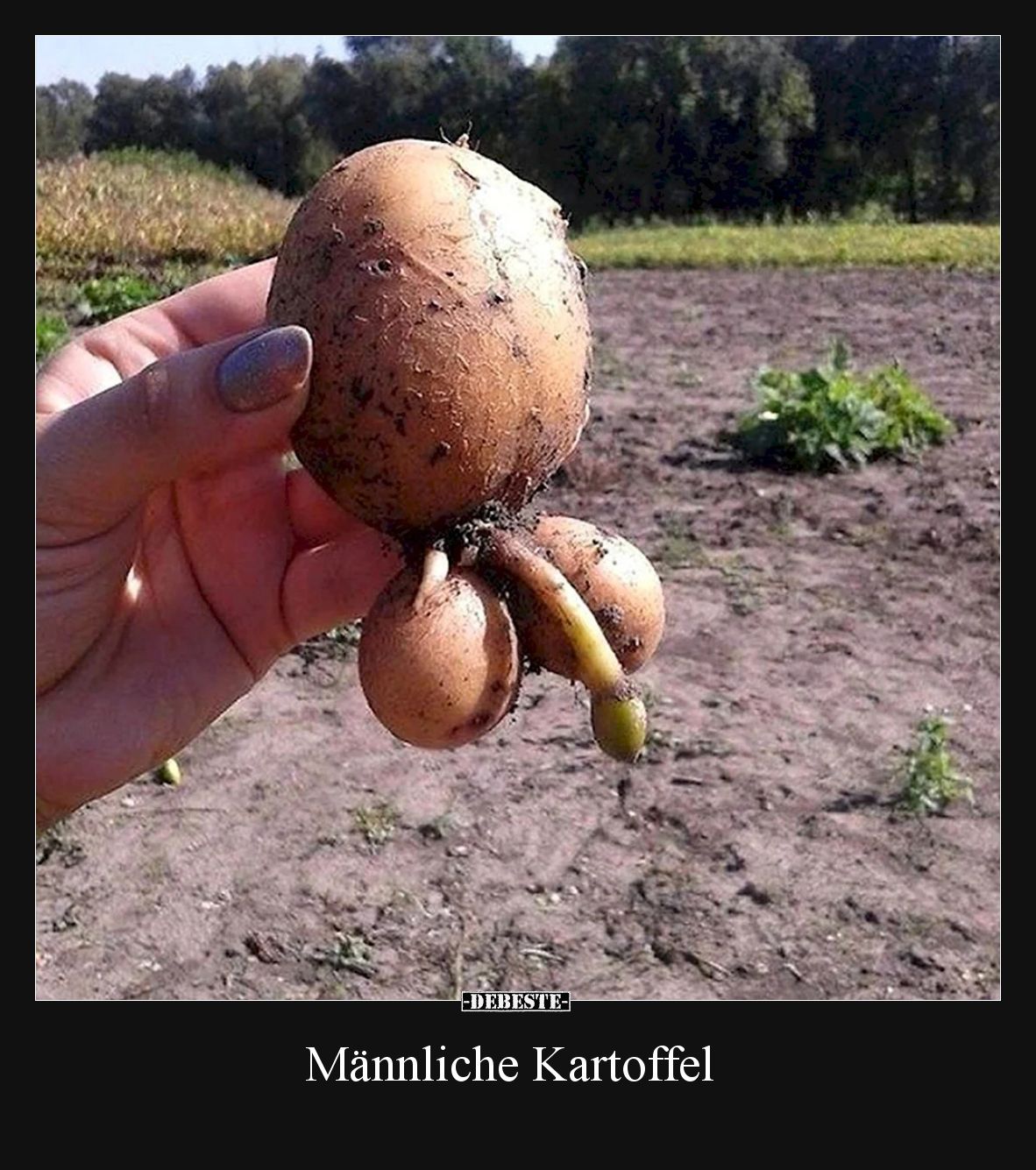Männliche Kartoffel