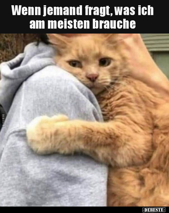 Katzen, Wenn