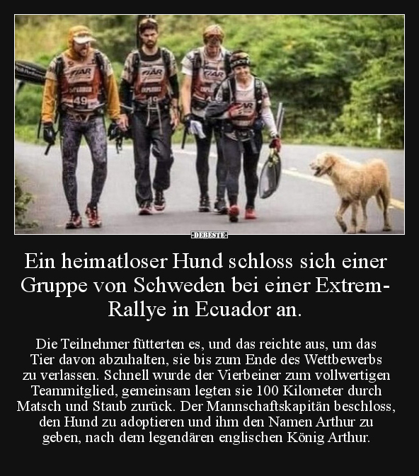 Ein heimatloser Hund schloss sich einer Gruppe von.. - Lustige Bilder | DEBESTE.de