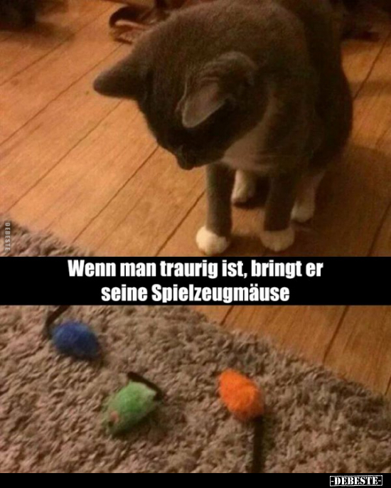 Wenn man traurig ist, bringt er seine Spielzeugmäuse.. - Lustige Bilder | DEBESTE.de