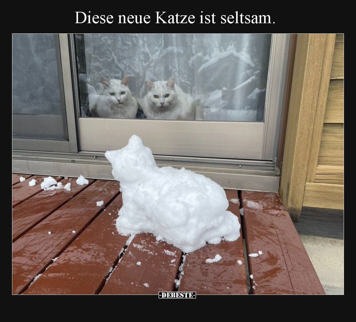 Diese neue Katze ist seltsam.