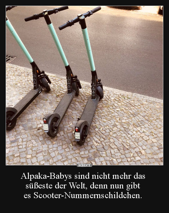 Alpaka-Babys sind nicht mehr das süßeste der Welt, denn.. - Lustige Bilder | DEBESTE.de