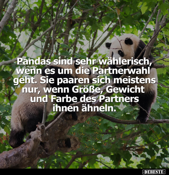 Pandas sind sehr wählerisch, wenn es um die Partnerwahl.. - Lustige Bilder | DEBESTE.de