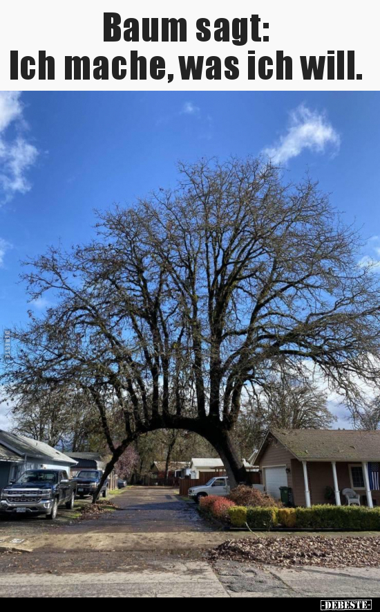 Baum sagt: Ich mache, was ich will...