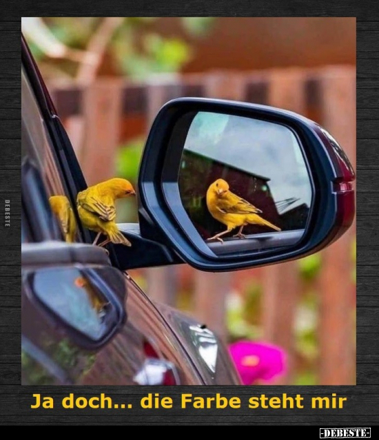 Ja doch... die Farbe steht mir.. - Lustige Bilder | DEBESTE.de