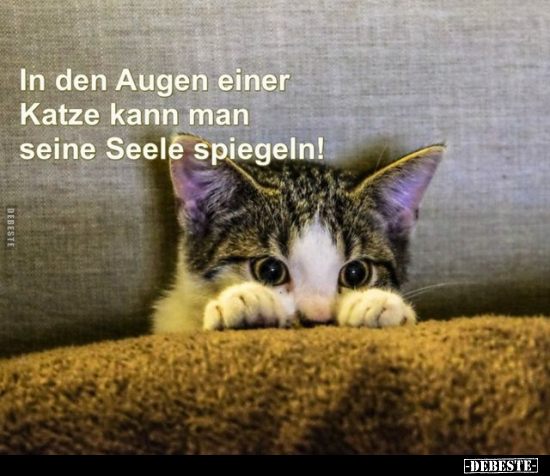 In den Augen einer Katze kann man seine Seele spiegeln!.. - Lustige Bilder | DEBESTE.de