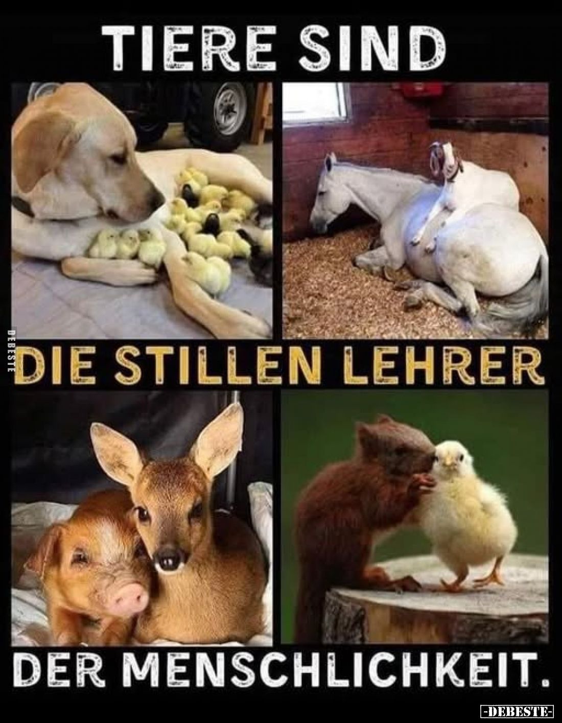 Tiere sind die stillen Lehrer der Menschlichkeit.