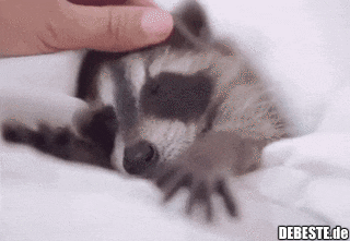  - Lustige Bilder | DEBESTE.de